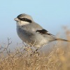 Tuhyk sedy (kanarsky) - Lanius excubitor - Great Grey 2683
